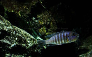 Metriaclima fainzilberi 'Maison Reef'